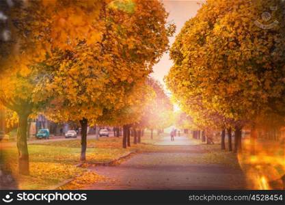 Beautiful alley in fall season in the city with yellow colored trees