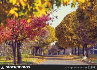 Beautiful alley in fall season in the city with yellow colored trees