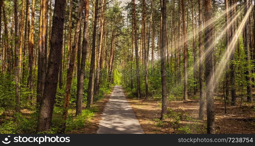 Beautiful alley in the park for walking in a summer sunny day with sunny beams. Walkway lane path with green trees in the forest.. Pathway way through the forest.