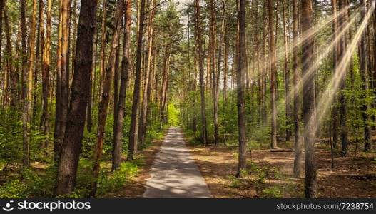 Beautiful alley in the park for walking in a summer sunny day with sunny beams. Walkway lane path with green trees in the forest.. Pathway way through the forest.