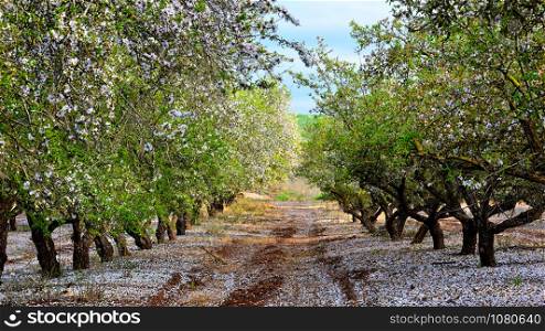 Beautiful Almond Alley in Israel. Spring time.