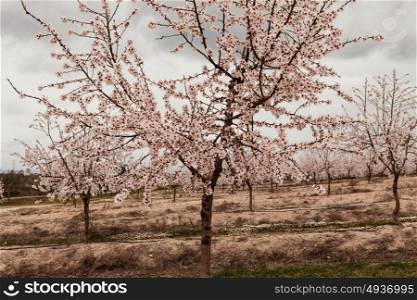 Beautiful almond blossom in a cloudy day