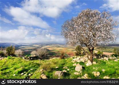 Beautiful almond tree in National Adulam park. Israel spring in Adulam park.