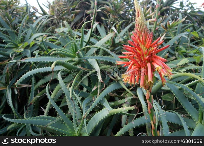 Beautiful Aloe Vera cactus plants and their bright orange blooms line the vibrant coastline