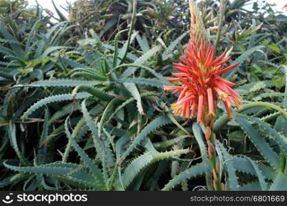 Beautiful Aloe Vera cactus plants and their bright orange blooms line the vibrant coastline