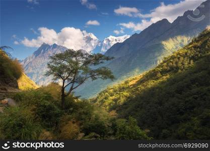 Beautiful alone tree against amazing Himalayan mountains with snow-covered peaks, forest with green trees, blue sky with clouds in Nepal at sunset. Landscape. Mountain valley. Travel in Himalayas