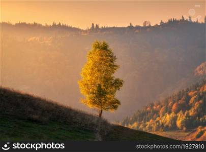 Beautiful alone tree on the hill in mountains at sunset in autumn in Ukraine. Colorful landscape with yellow tree, golden sunlight, grass, fields and meadows, orange sky and forest in fall. Nature