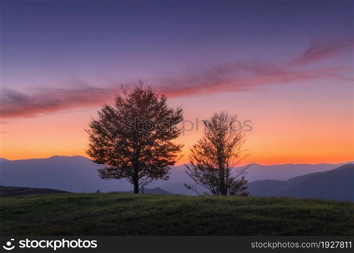 Beautiful alone trees on the hill in mountains at sunset in autumn in Ukraine. Colorful landscape with trees, colorful purple sky with pink clouds and orange sunlight at dusk in fall. Nature at night
