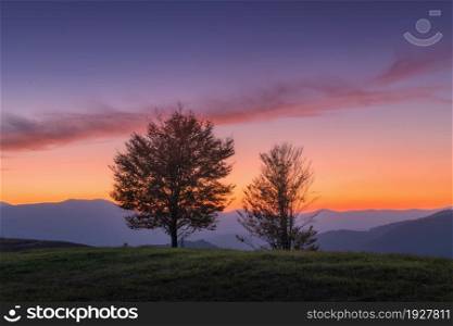 Beautiful alone trees on the hill in mountains at sunset in autumn in Ukraine. Colorful landscape with trees, colorful purple sky with pink clouds and orange sunlight at dusk in fall. Nature at night