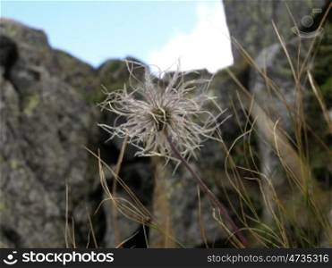 Beautiful alpine plants on the stones and the sky background. Cute plant in mountains