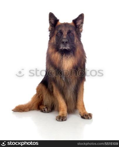 Beautiful alsatian isolated on white background