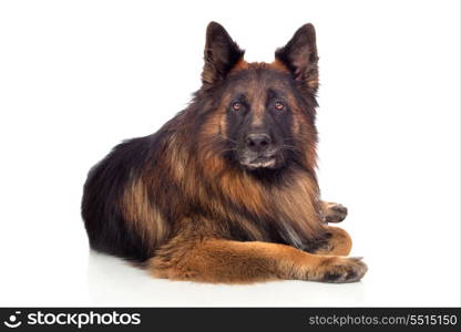 Beautiful alsatian isolated on white background