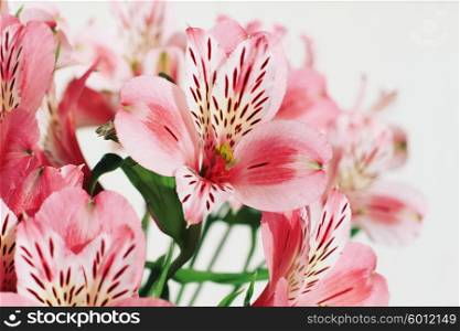 Beautiful Alstroemeria flowers with retro style processing. Stylized instagram colorized vintage fashion card