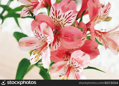 Beautiful Alstroemeria flowers with retro style processing. Stylized instagram colorized vintage fashion card