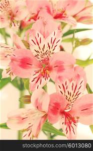 Beautiful Alstroemeria flowers with retro style processing. Stylized instagram colorized vintage fashion card