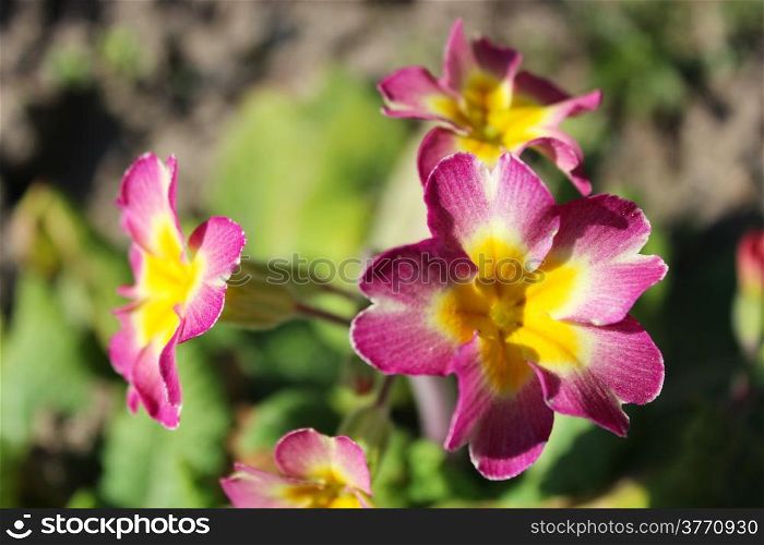 beautiful and bright flowers of spring primula