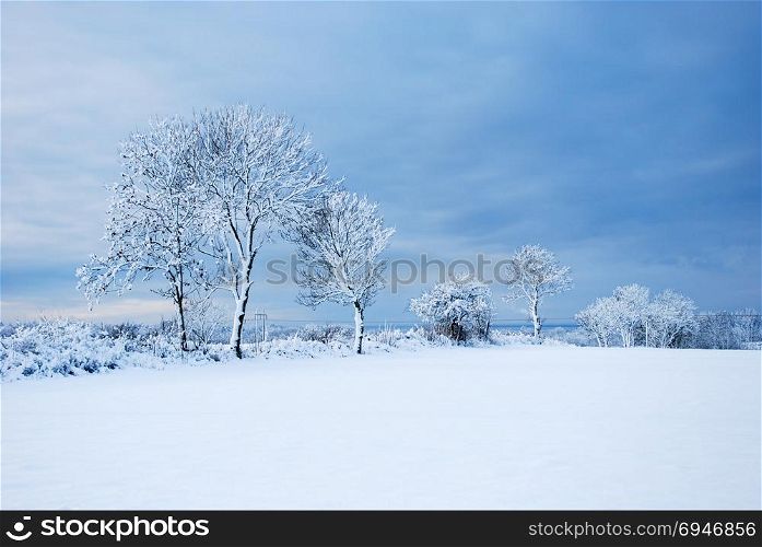 Beautiful and bright snow covered landscape at the swedish island Oland