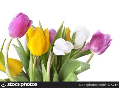 beautiful and colorful bouquet of tulips on white background