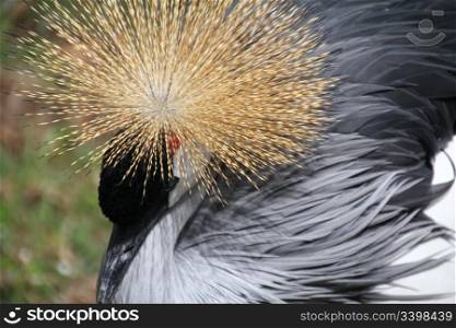 beautiful and colorful Grey Crowned Crane