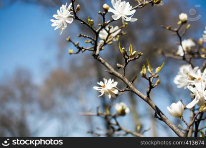 beautiful and colorful wild flowers in nature in the spring time