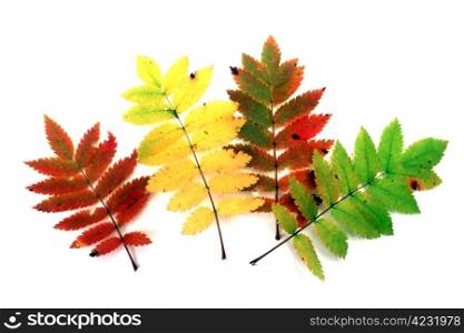 Beautiful and colourful leaves isolated on white background