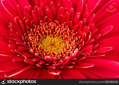 Beautiful and fresh red flower close-up