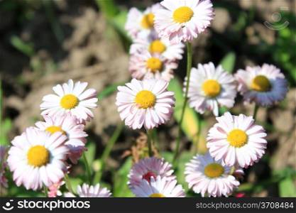 Beautiful and gentle flowers of white daisy