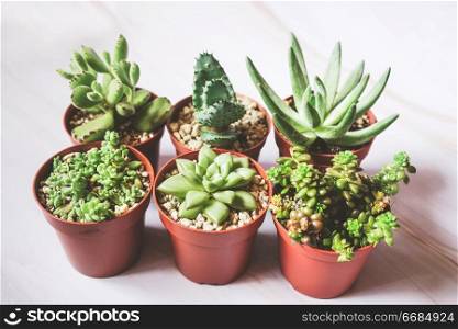 Beautiful and green succulent plants                               