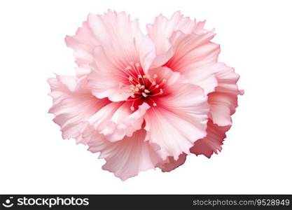 Beautiful and photorealistic, pink flower blossom isolated on white background. Bloom, plant. Close-up view. Cut out element. Generative AI. Beautiful and photorealistic, pink flower blossom isolated on white background. Bloom, plant. Close-up view. Cut out element. Generative AI.