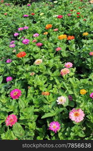 beautiful and red flower of zinnia on the bed