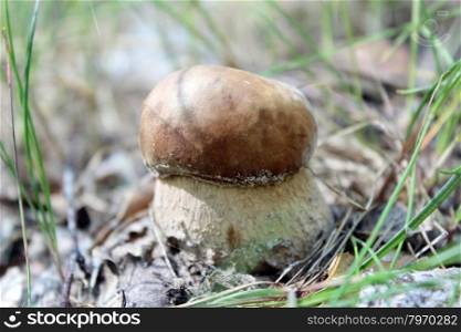 Beautiful and small cep in the grass. image of beautiful and small cep in the grass