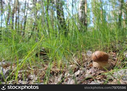 Beautiful and small cep in the grass. image of beautiful and small cep in the grass