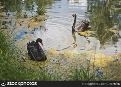 Beautiful and true the swans swim in the pond.. Two black swans are swimming in an overgrown pond 1971.