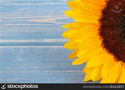 Beautiful and vibrant yellow sunflower on blue background. Decoration and summer time concept. Place for text or inscription. Beautiful and vibrant sunflower on blue background. Decoration and summer time. Place for text