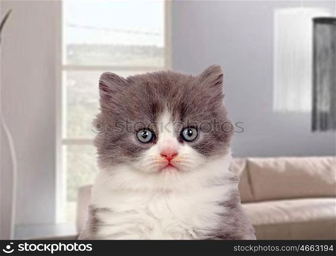 Beautiful angora kitten with gray and soft hair in the livingroom