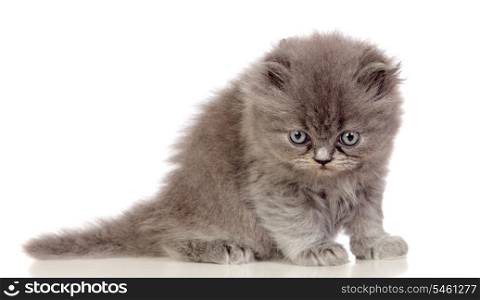 Beautiful angora kitten with gray and soft hair isolated on white background