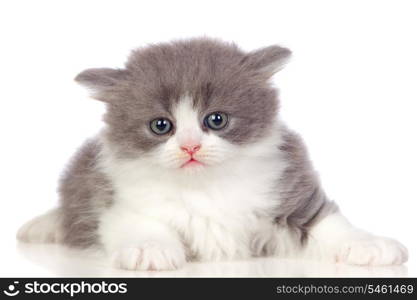 Beautiful angora kitten with gray and soft hair isolated on white background