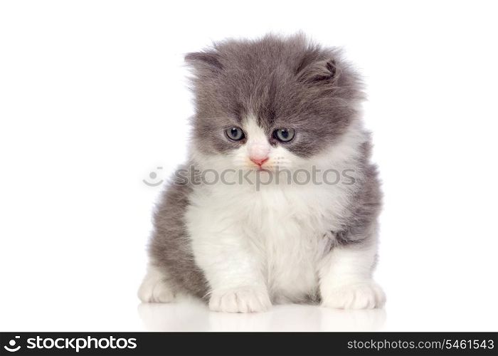 Beautiful angora kitten with gray and soft hair isolated on white background