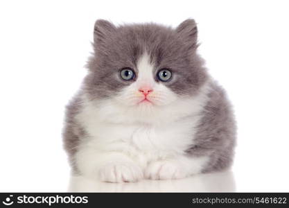 Beautiful angora kitten with gray and soft hair isolated on white background