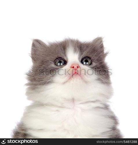 Beautiful angora kitten with gray hair looking up isolated on white background
