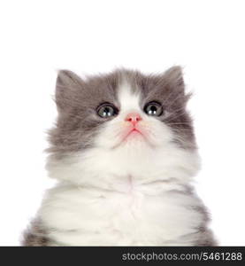 Beautiful angora kitten with gray hair looking up isolated on white background