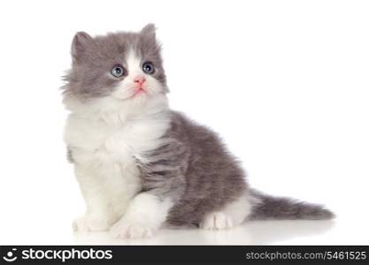 Beautiful angora kitten with gray hair looking up isolated on white background
