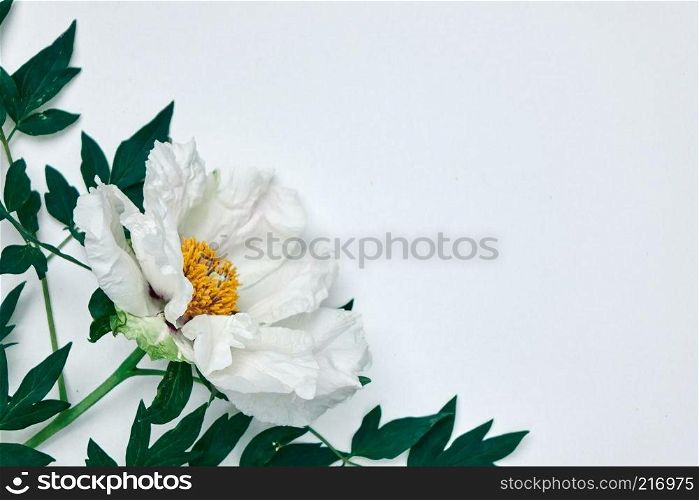 Beautiful angular frame made of white peony and green leaves with place under text as layout for postcard isolated on white. Corner frame made of white peony and green leaves isolated on white
