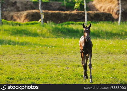 beautiful animal horse outdoor run and have fun