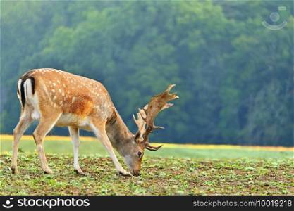 Beautiful animal in a wild  nature. Fallow deer  Dama dama  Colorful natural background