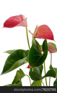 Beautiful Anthedesia anthurium on white background.