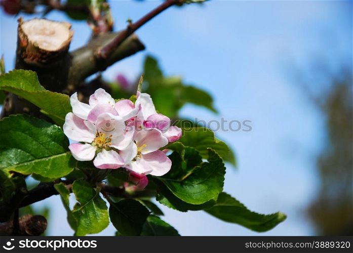 Beautiful apple blossom at a branch with green leaves.