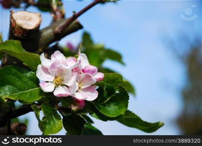 Beautiful apple blossom at a branch with green leaves.