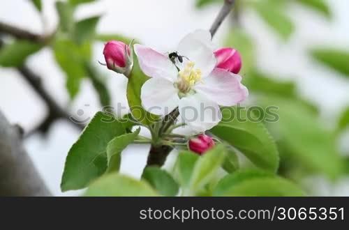 Beautiful apple flower with ant