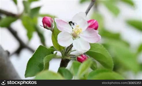 Beautiful apple flower with ant